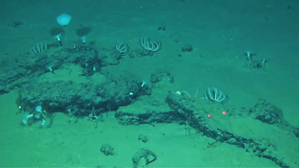 Einzigartige Entdeckung: Gigantischer Walfriedhof in der Tiefsee gefunden