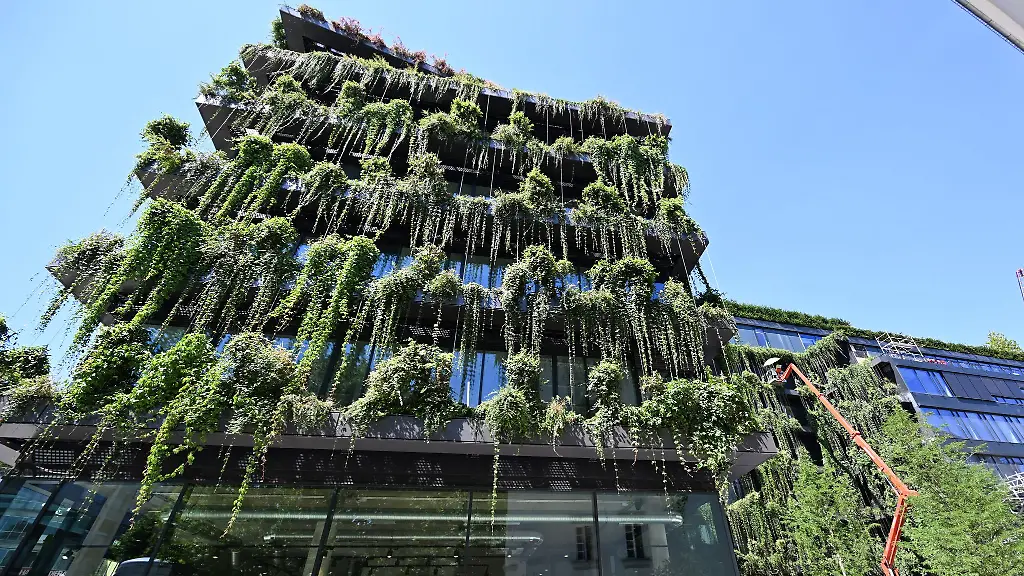 Gesundes Grün für die Fassade: Tipps zu Planung und Pflege