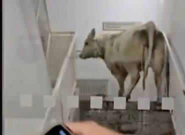 Kühe in der Notaufnahme: Ungewöhnlicher Vorfall in Hessen