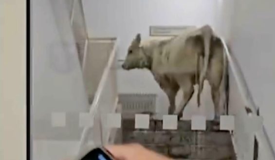 Kühe in der Notaufnahme: Ungewöhnlicher Vorfall in Hessen