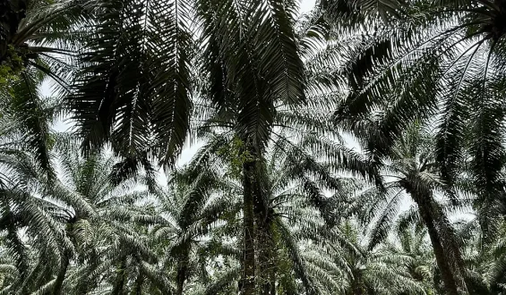 Der Konsum pflanzlicher Fette zerstört die Biodiversität in den Tropen