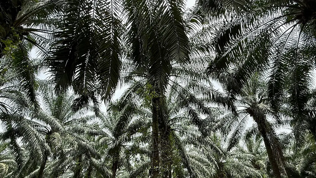 Der Konsum pflanzlicher Fette zerstört die Biodiversität in den Tropen
