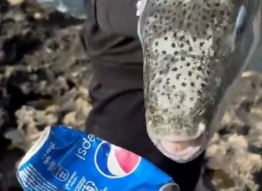 Gefährlicher Fisch im Mittelmeer