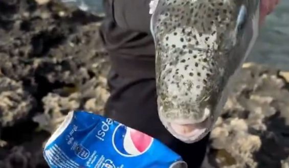 Gefährlicher Fisch im Mittelmeer