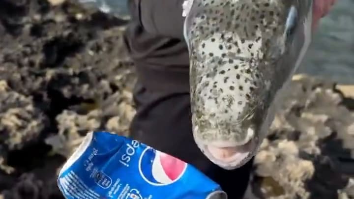 Gefährlicher Fisch im Mittelmeer