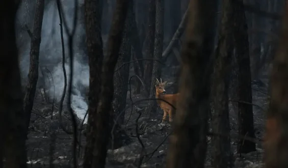 Verheerende Waldbrände in Frankreich und Spanien