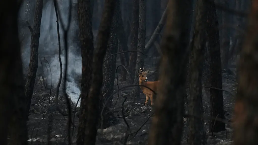 Verheerende Waldbrände in Frankreich und Spanien