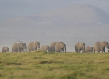 Cyanid-Vergiftung tötet Elefanten in Kenia