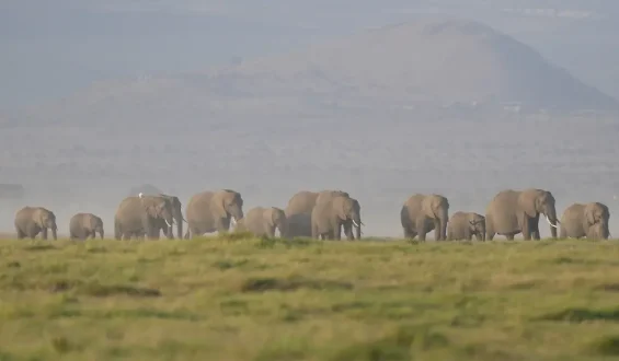 Cyanid-Vergiftung tötet Elefanten in Kenia