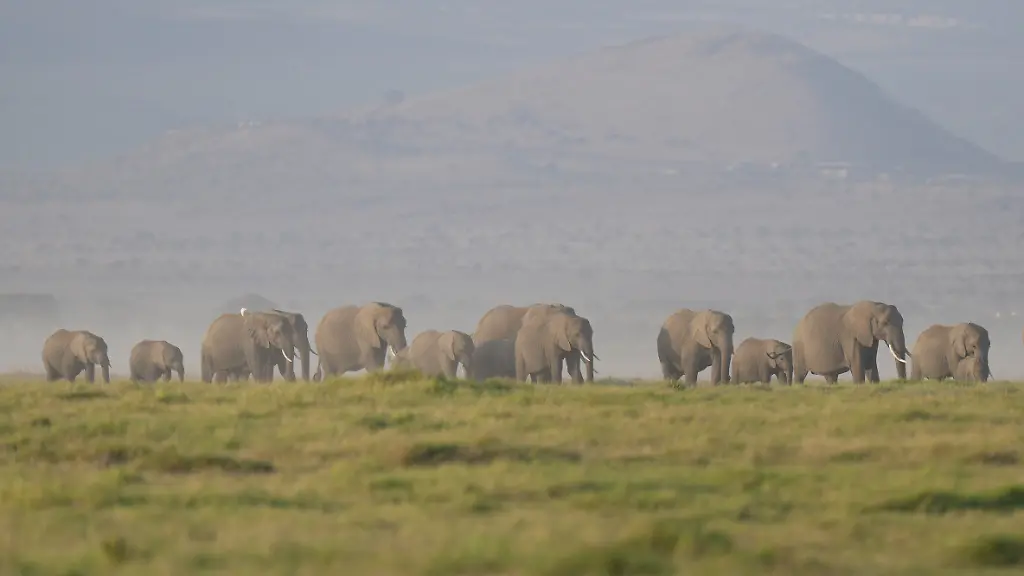 Cyanid-Vergiftung tötet Elefanten in Kenia