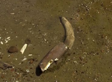 Mammut-Überreste in der Donau entdeckt