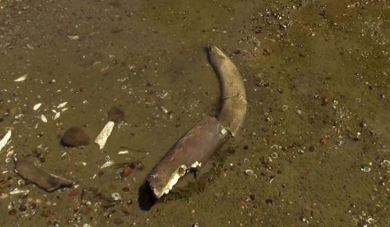 Mammut-Überreste in der Donau entdeckt