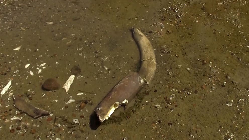 Mammut-Überreste in der Donau entdeckt