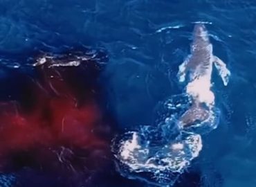 Spektakuläre Geburt eines Buckelwals in Australien festgehalten