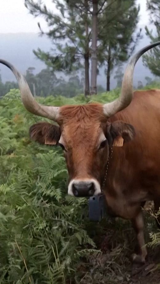 Tierische Helfer in der Waldbrandbekämpfung in Galicien