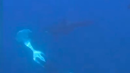 Mysteriöses Verhalten von Orcas: Mondfisch explodiert durch Zusammenstoß