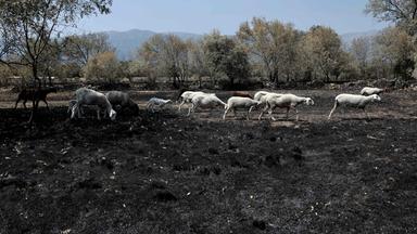 Waldbrände: Ursachen, Auswirkungen und Maßnahmen