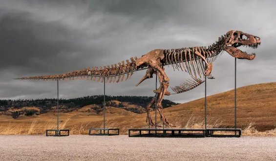 Rekordpreis für T-Rex-Skelett ‚Gus‘