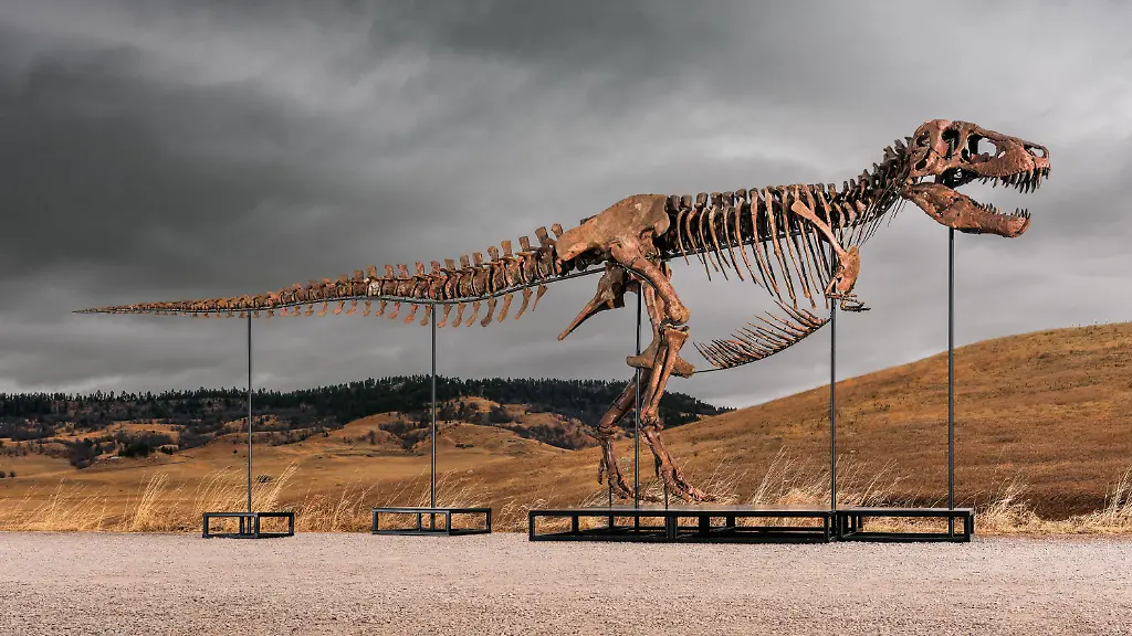 Rekordpreis für T-Rex-Skelett ‘Gus’