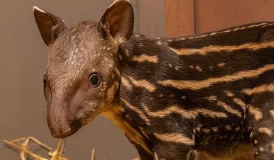 Zoo begrüßt Tapir-Nachwuchs zur Arterhaltung