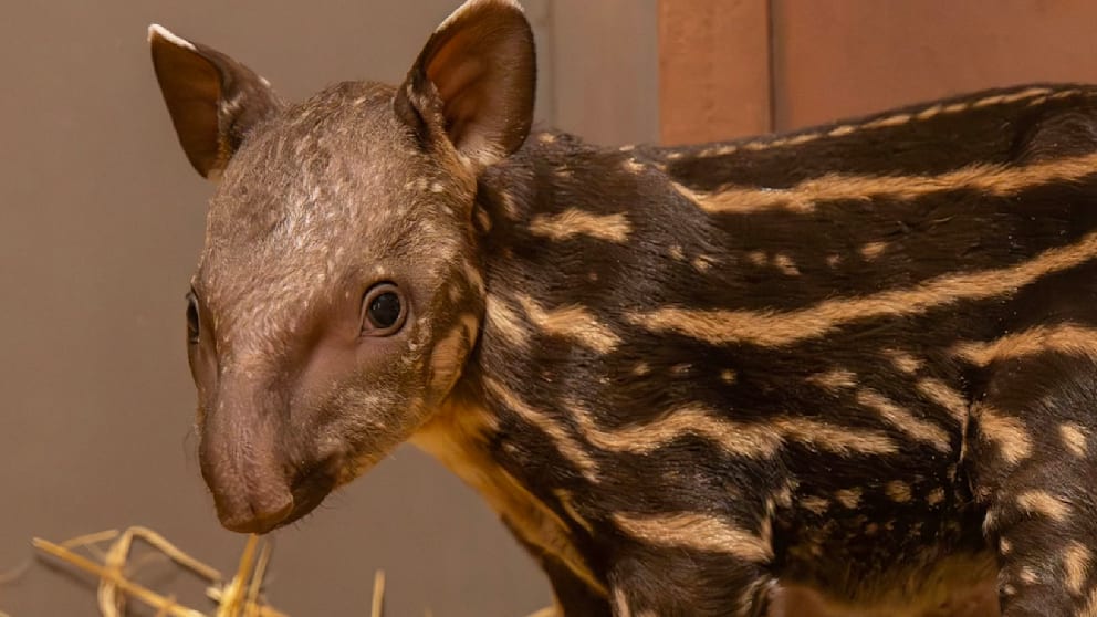 Zoo begrüßt Tapir-Nachwuchs zur Arterhaltung