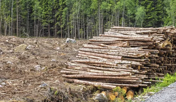 EU-Kommission lockert Waldschutz für bestimmte Produkte