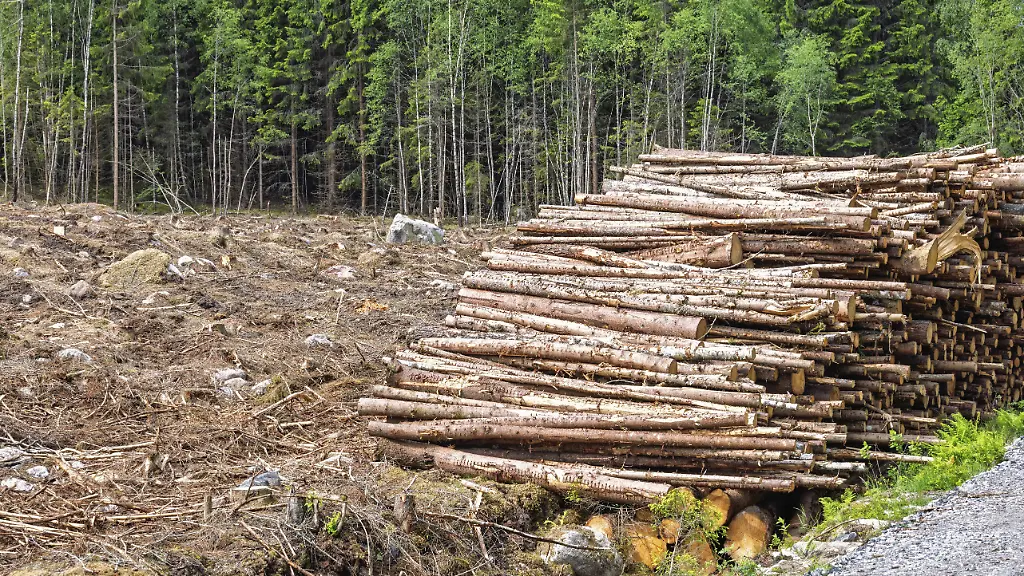 EU-Kommission lockert Waldschutz für bestimmte Produkte