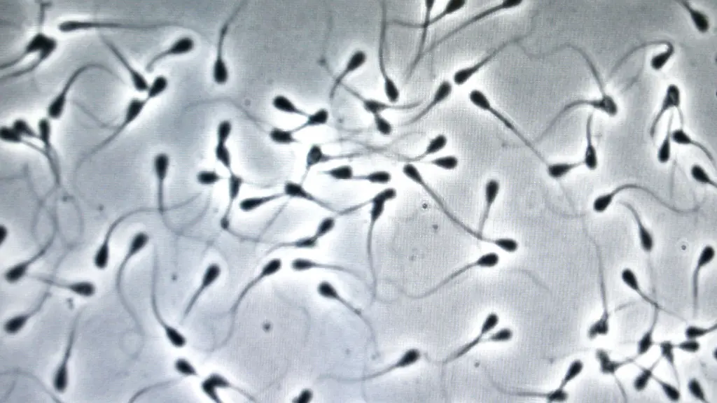 Luftverschmutzung und deren Einfluss auf Spermien-DNA