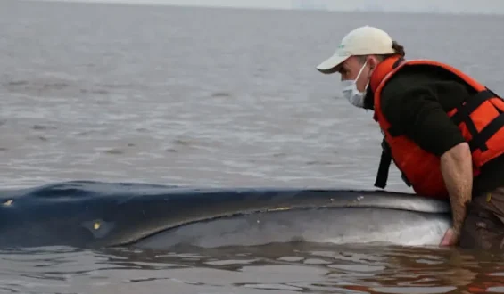 Wal strandet tödlich in argentinischem Fluss