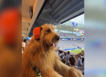 Ein vierbeiniger Star zieht im Miami Stadium alle Blicke auf sich