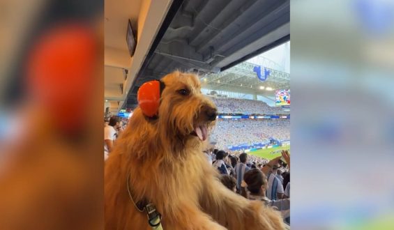 Ein vierbeiniger Star zieht im Miami Stadium alle Blicke auf sich