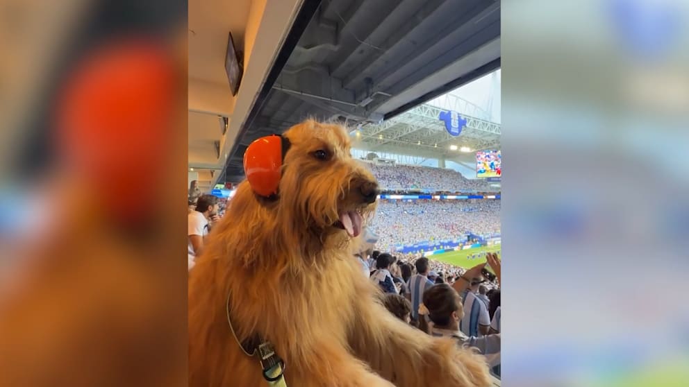 Ein vierbeiniger Star zieht im Miami Stadium alle Blicke auf sich