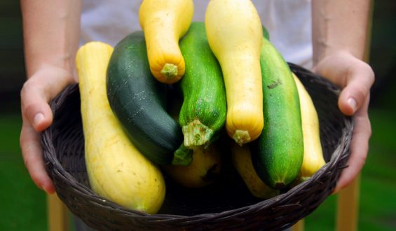 Was tun mit der Zucchinischwemme im Garten?