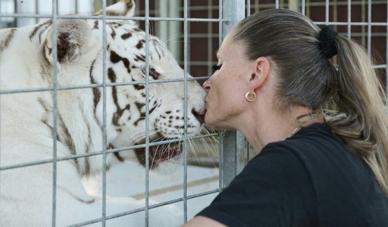 Wie die Tigerkönigin ihre Gefährten verlor