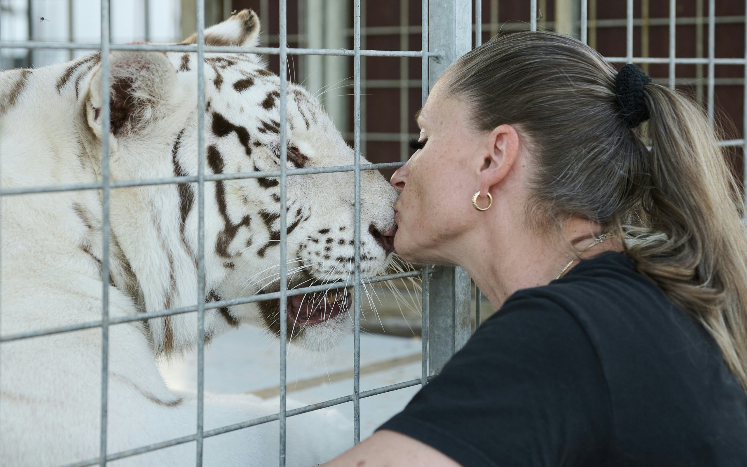 Wie die Tigerkönigin ihre Gefährten verlor