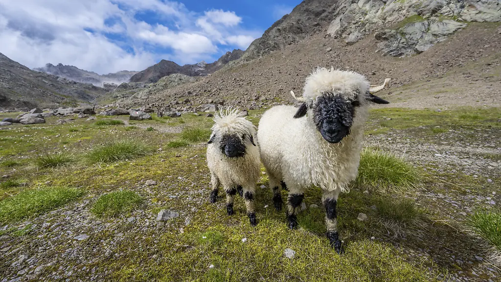 Blitzeinschlag tötet fast 100 Schafe in den Schweizer Alpen