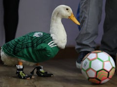Fußball-WM: Kanadas Kampfgeist und die Herausforderungen gegen Marokko