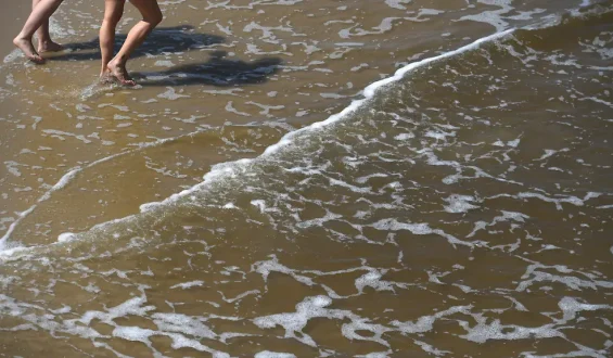 Gefahr durch Vibrionen in der Ostsee