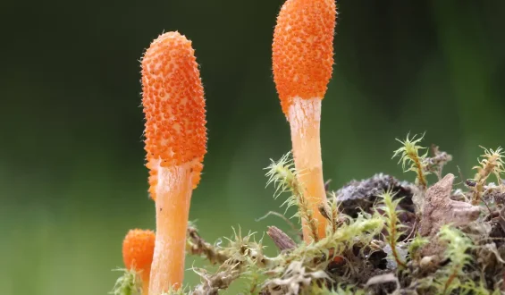 Biologisch abbaubare Materialien aus Pilzen mit Selbstheilungseigenschaften