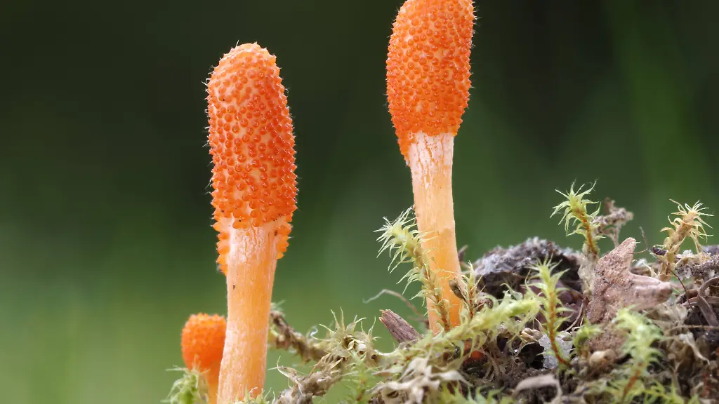 Biologisch abbaubare Materialien aus Pilzen mit Selbstheilungseigenschaften
