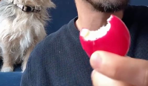Der Babybel-Vorfall: Die Wachsschicht-Herausforderung