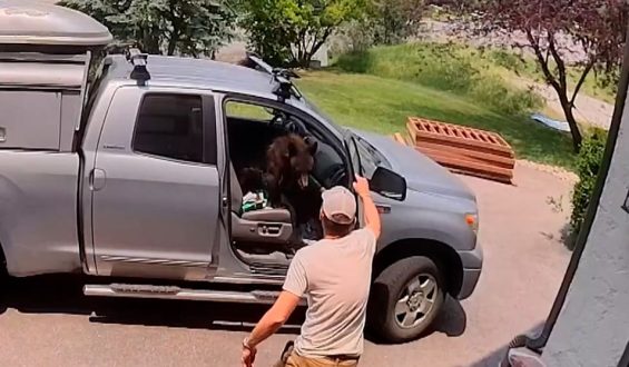 Tierischer Schreck für Handwerker in Colorado