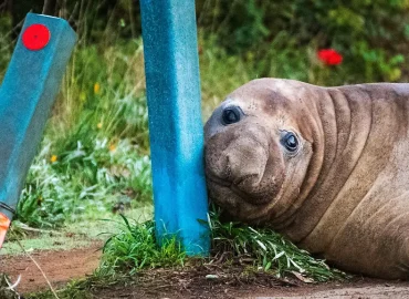 See-Elefant Neil: Gefährliche Fan-Liebe in Tasmanien