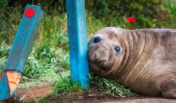 See-Elefant Neil: Gefährliche Fan-Liebe in Tasmanien