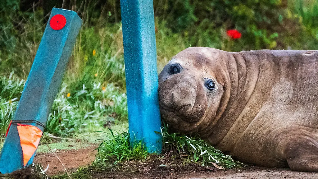 See-Elefant Neil: Gefährliche Fan-Liebe in Tasmanien