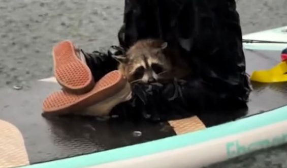 Waschbär im Fluss: Eine überraschende Begegnung in Austin