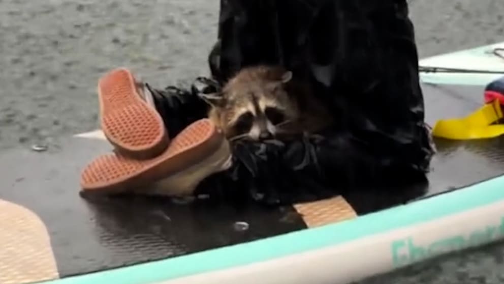 Waschbär im Fluss: Eine überraschende Begegnung in Austin