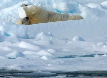 Spektakuläre Aufnahmen aus der Arktis: Eisbär macht Fitnessübungen
