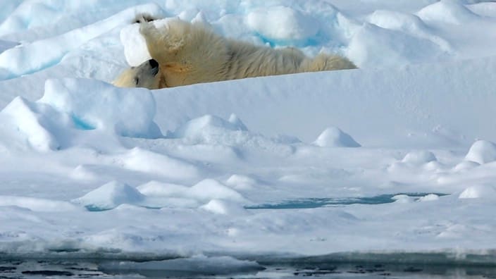 Spektakuläre Aufnahmen aus der Arktis: Eisbär macht Fitnessübungen