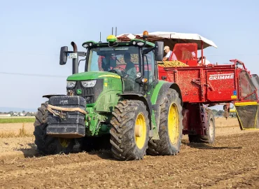 Wenigere Kartoffeln wegen Dürre 2026